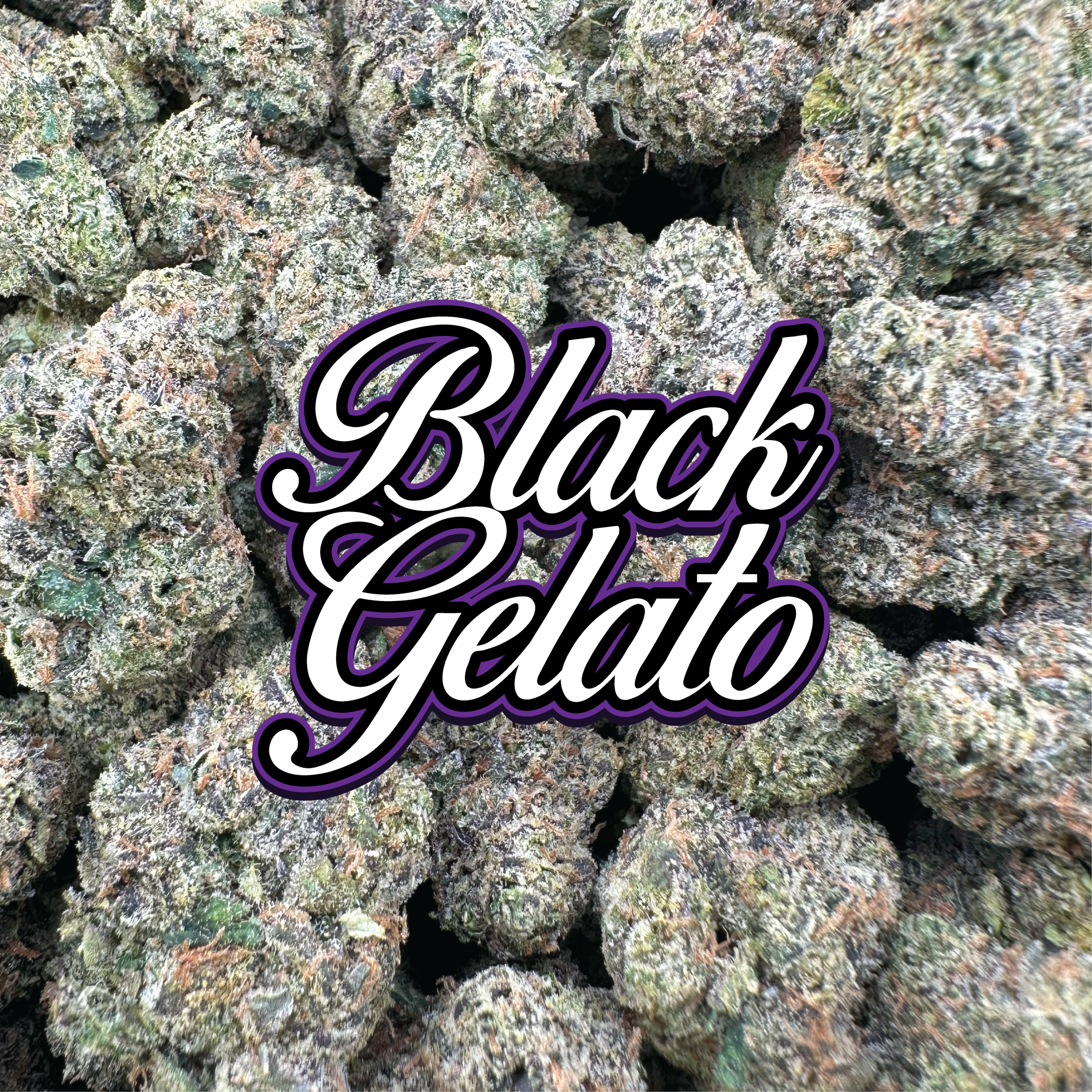 Black Gelato - Hybrid (Indoor)