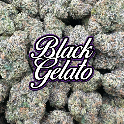 Black Gelato - Hybrid (Indoor)