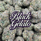 Black Gelato - Hybrid (Indoor)