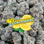 Gelonade - Hybrid (Indoor)
