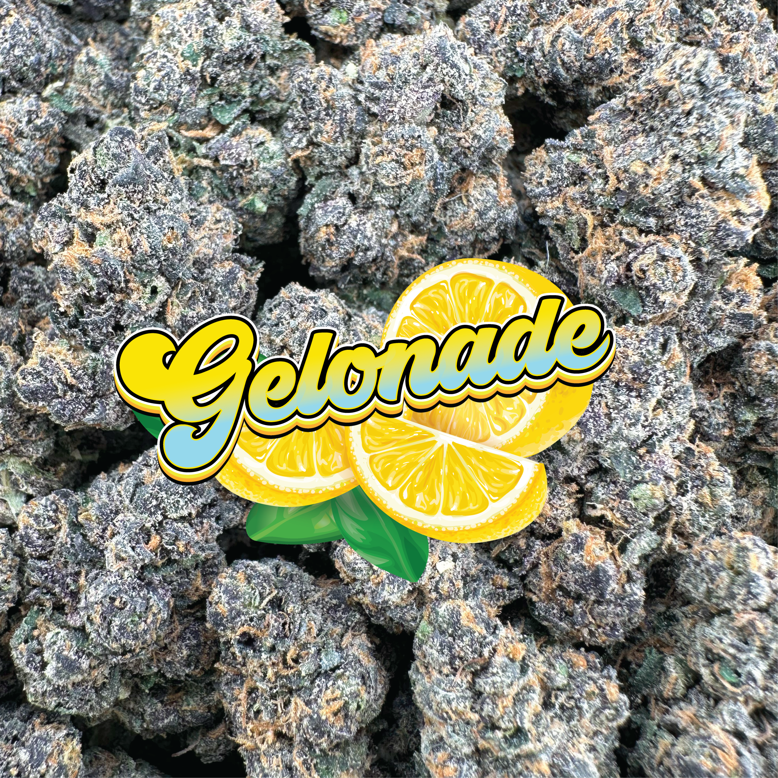 Gelonade - Hybrid (Indoor)