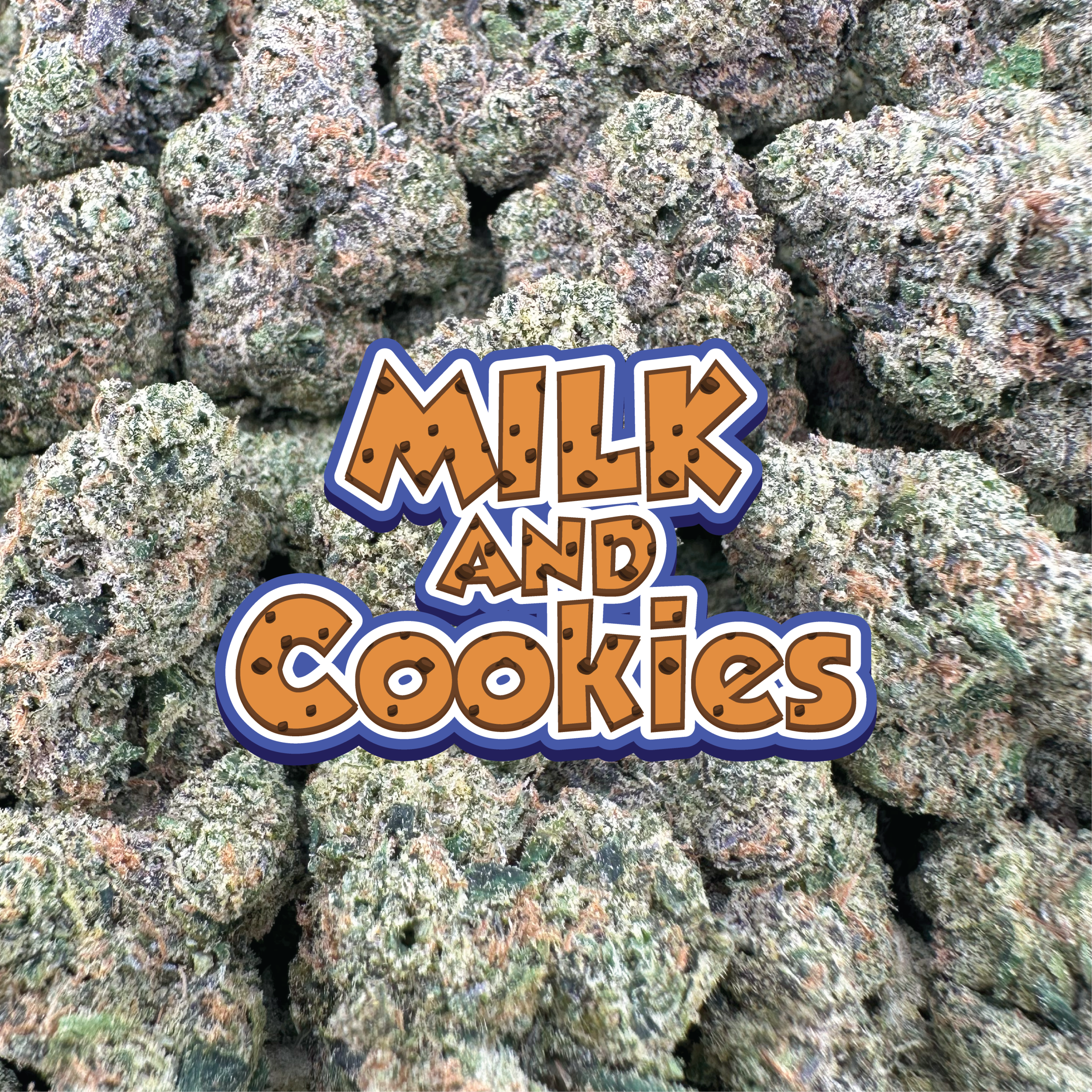 Milk and Cookies - Hybrid (Indoor)