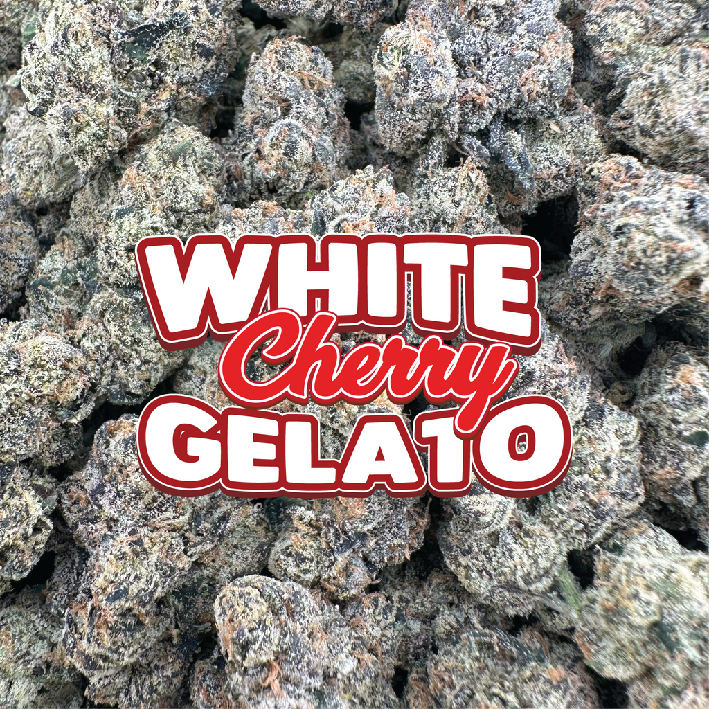 White Cherry Gelato - Hybrid (Indoor)