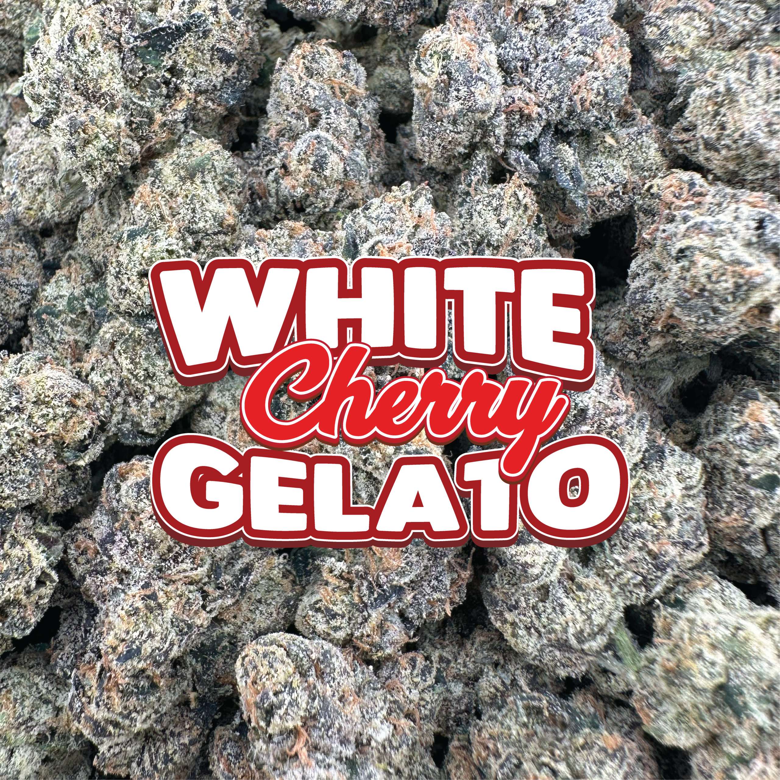 White Cherry Gelato - Hybrid (Indoor)